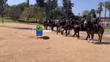 Apusoundsthebugle
