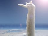 Longcat