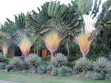 Ravenala madagascariensis - Traveler&#039;s Palm