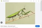 bug