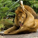 Lion2