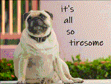 Which dog do YOU think is the cutest