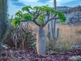 madagascar-thorn-field