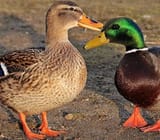 some ducks
