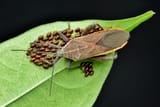 squash-bugs-780x520