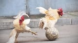external-content-cock