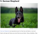 pureblack dogo