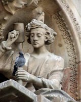 pigeon