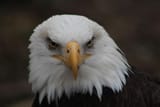 bald-eagle-stare-douglas-milligan