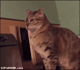 giphy (5)