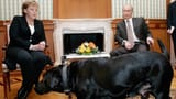 merkel doggo