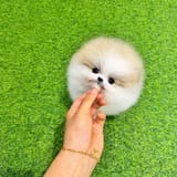 teacup-pomeranian-puppy-v0-lyqqlce35k6d1