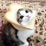 cat bread