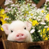 cute_hog_0sRBOL4