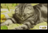 jptired-cat (1)