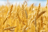 crop-progress_wheat_AdobeStock_LEAD