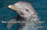 dolphin