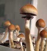 555px-2008-01-31_Psilocybe_cubensis_crop