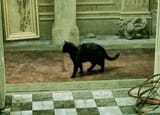 meow
