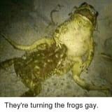 gay-frogs