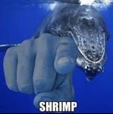 blue whale shrimp