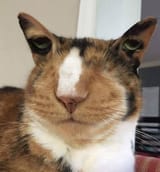 cat2
