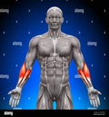 forearms-anatomy-muscles-E8CHTW-2722073536