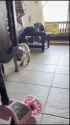 dog breaks it down for you _thumb.jpg