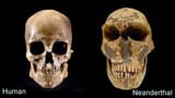neanderthal-skull