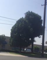 shifty_tree_merchant