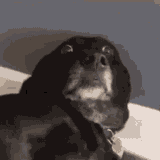 dog-scared