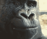 fate-monkey