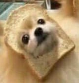 Tostedoggo