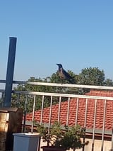 IMG_20250630_182318