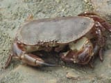 Ecrab2