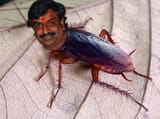 jeet