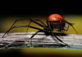 a-female-and-a-male-redback-spider-tim-wimborne