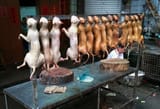 17sino-DOGS-tmagArticle