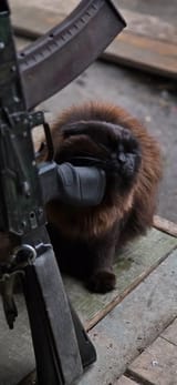 kot