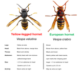 Yellow-legged-hornet-comparison__ResizedImageWzYwMCw1MzNd