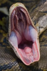 rattlesnake-956949749