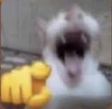 cat laughing