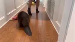 Beaver in the house_thumb.jpg