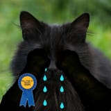 FellForitAgain