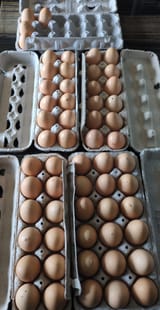 eggs
