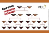 monarch_graphic_for_web