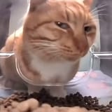 curious