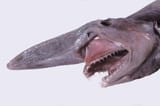 GoblinShark