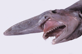 GoblinShark