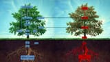 Two seedline Genesis